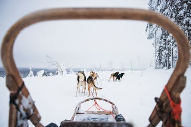 Long Husky trail through the Arctic Circle